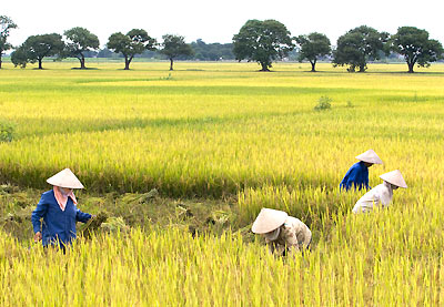 Thị trường phân bón trong nước đến ngày 05/01/2012